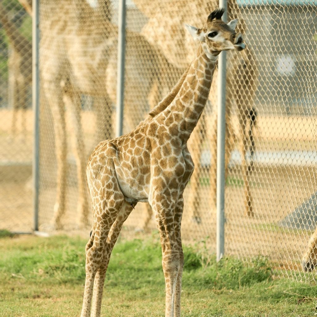 Baby Giraffe